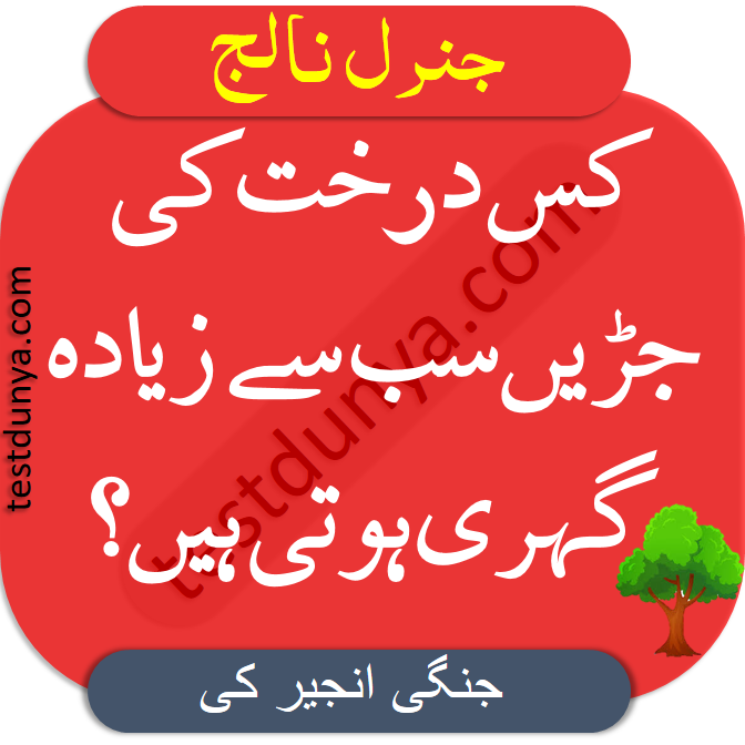 General Knowledge MCQS in Urdu kis darakht ki jarain sab sy gehri hoti hain