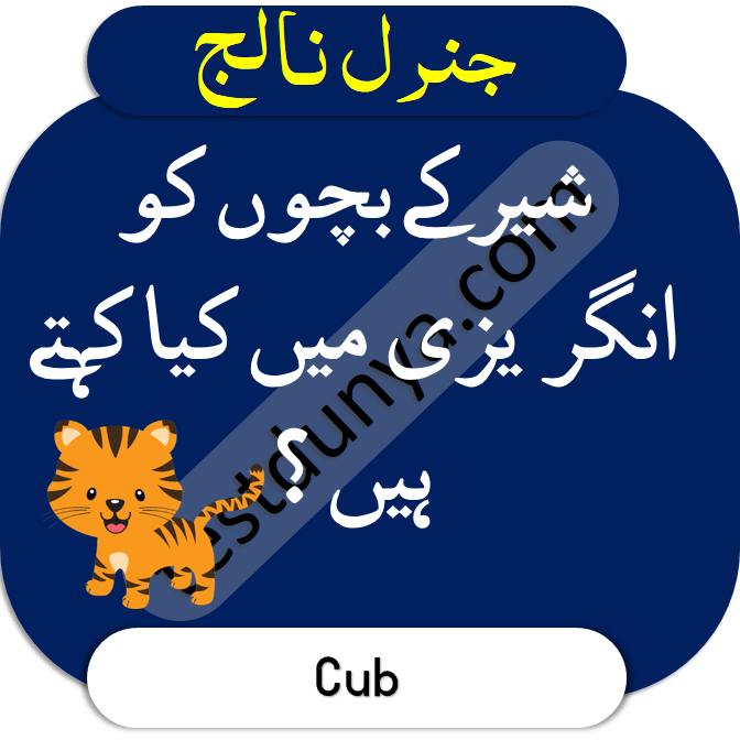 Urdu general knowledge questions and answers shair ky bachon ko English main kiya kehty hain