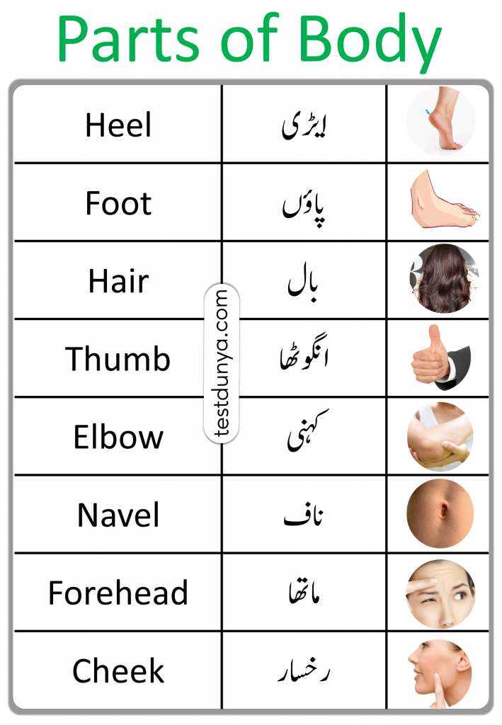 Parts Of Body Names in English and Urdu, Body parts vocabulary with Urdu meanings, Parts of body in Urdu and English, Parts of body for kids with Urdu, Parts of body words in Urdu, Parts of body vocabulary in Urdu, Parts of body in Hindi, Parts of body words in Hindi